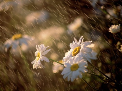 daisies-under-rain-wallpaper-1024x768-0152