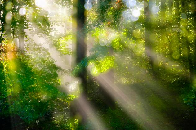 rays-of-light-in-the-forest-silke-magino